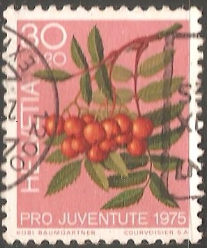 Pro juntute- Rowan Tree