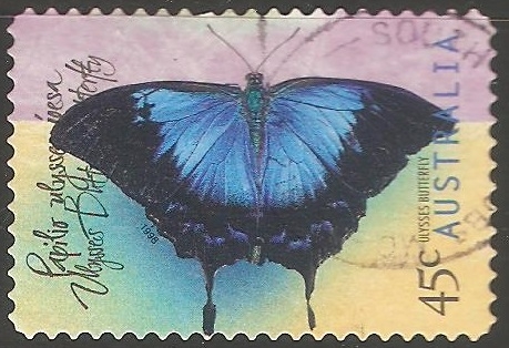 ulysses butterfly