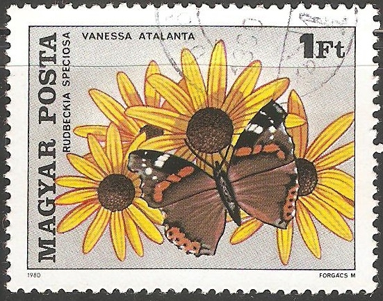 rudbeckia speciosa y rudbeckia speciosa