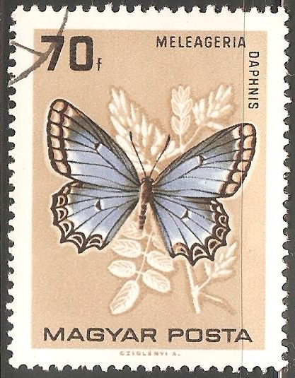 meleageria daphnis