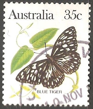 Blue tiger-tigre azul