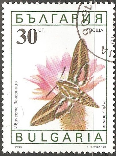 hyles lineata