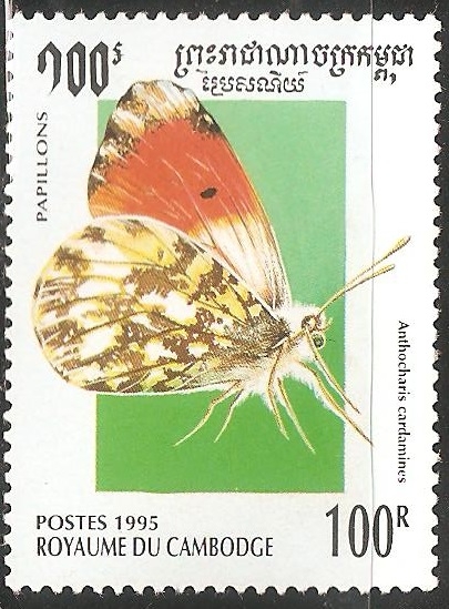 Anthocharis cardamines