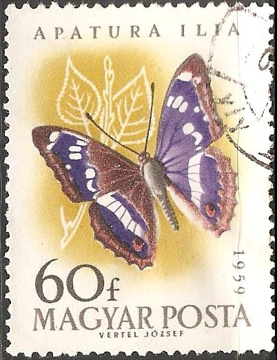 Apatura ilia