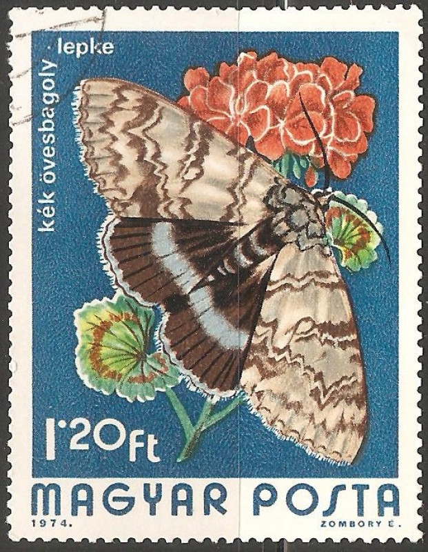 Catocala fraxini 