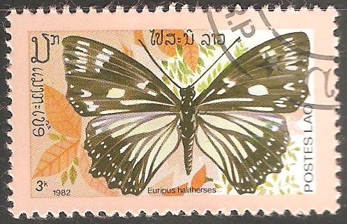 euripus haliterses