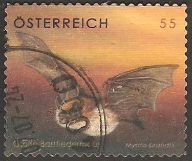 myotis brandtii-murciélago