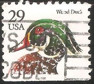 Wood duck-Pato de madera 