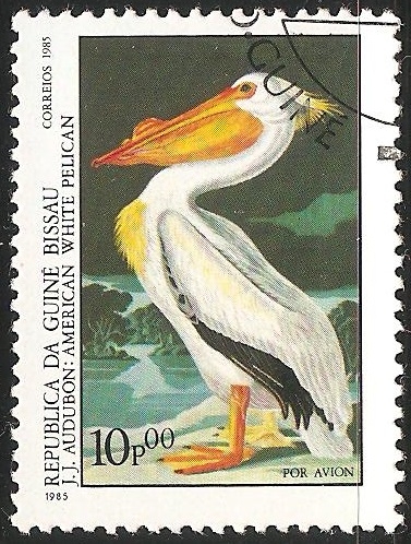american white pelican