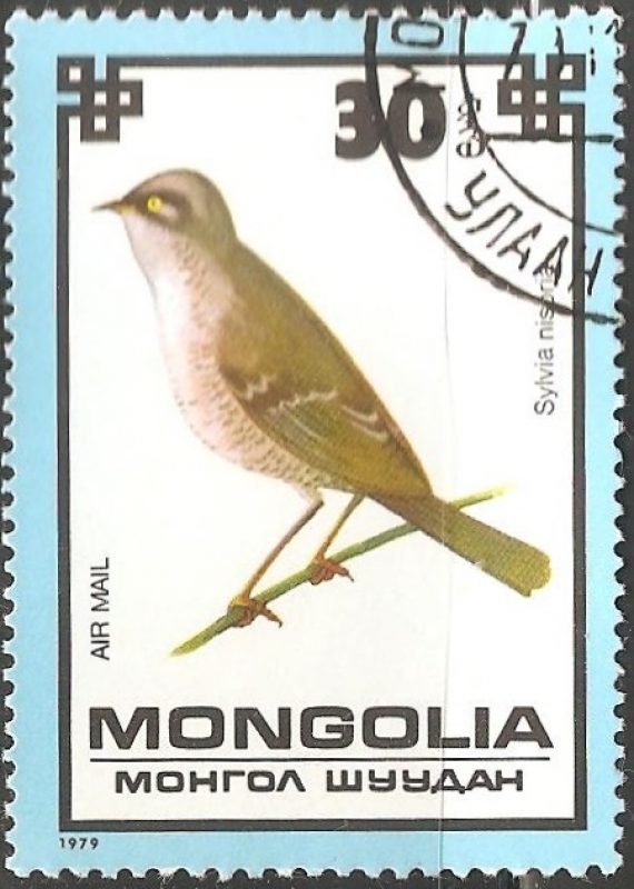 Sylvia nisoria