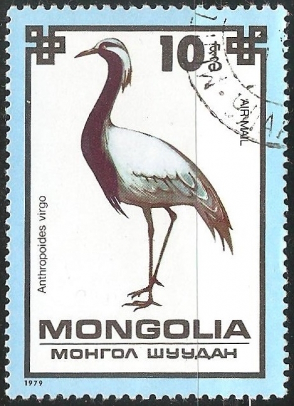 Anthropoides virgo