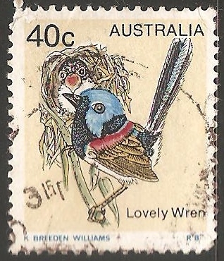 lovely wren