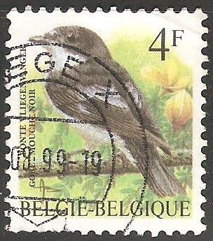 Ficedula hypoleuca-papamoscas cerrojillo