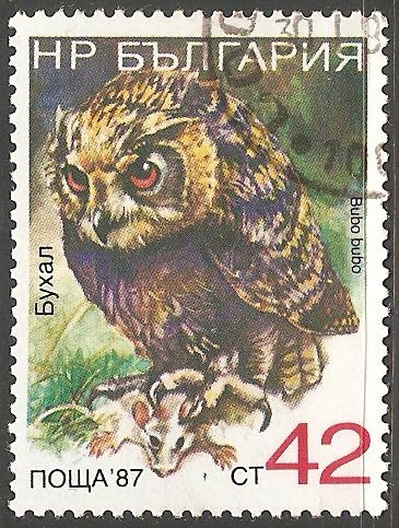 Bubo bubo- búho real