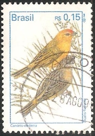  Sicalis flaveola-Canario da terra