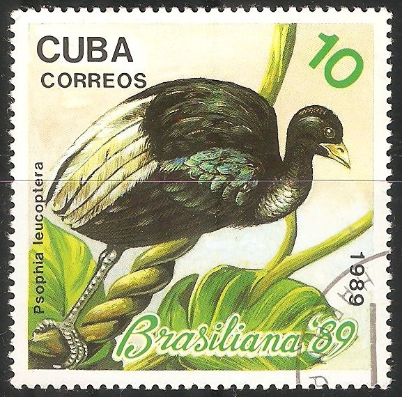 Psophia leucoptera