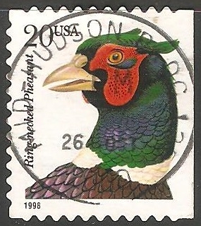 Ring necked pheasant-Faisão-comum