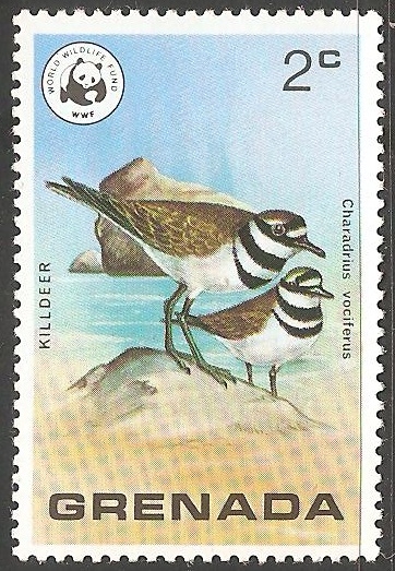 Charadrius vociferus-Borrelho-de-dupla-coleira