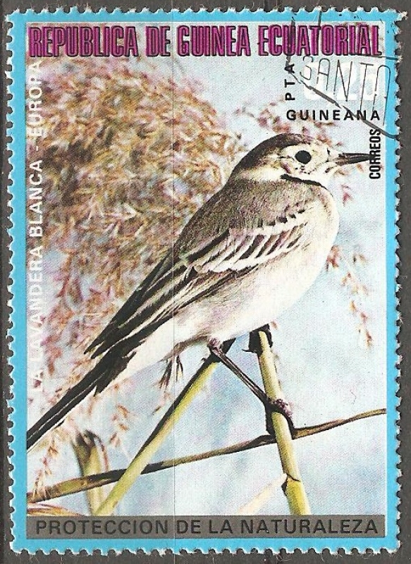 Lavandeira branca