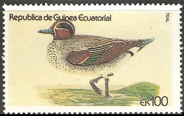 Anas crecca-Marrequinha-comum