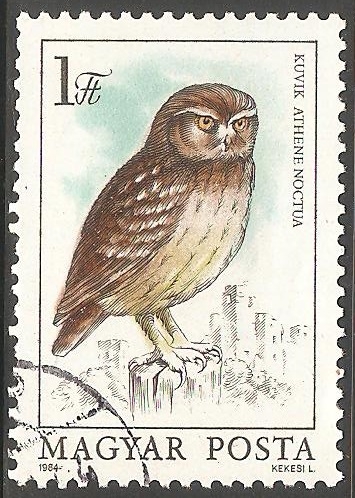 kuvik athene noctua-buho