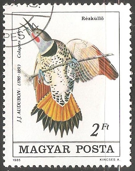Colaptes cafer-Pájaro carpintero