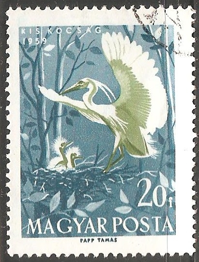 Little egret