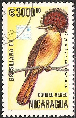 onyChorhynchus mexicanus