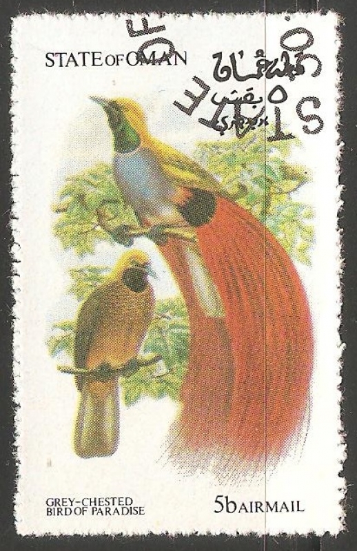 Bird paradise- Ave del paraiso