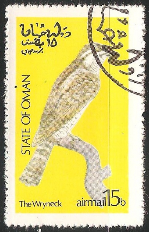 The wryneck-Torcecuello 