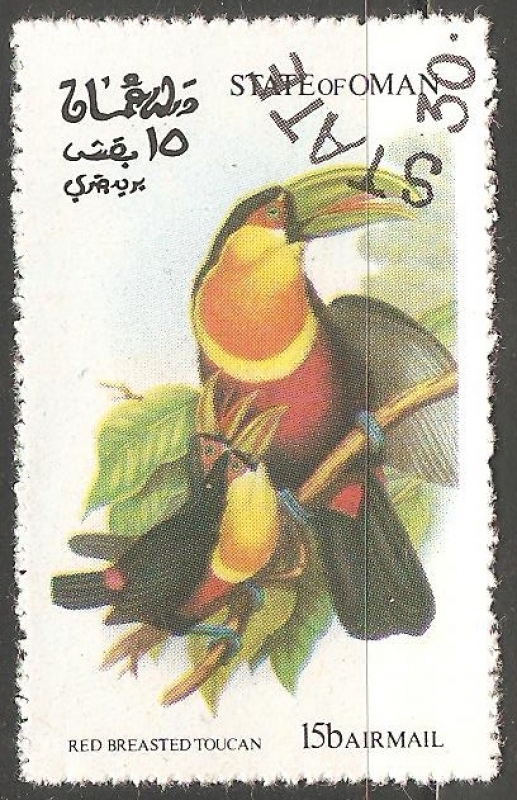 Red breasted toucan-tucán bicolor
