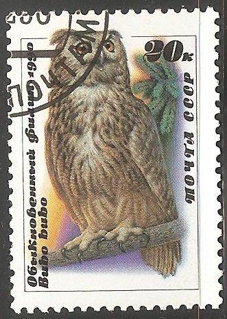 Bubo bubo-Bufo-real