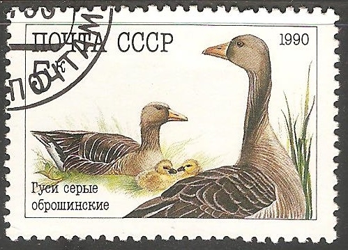 Patos