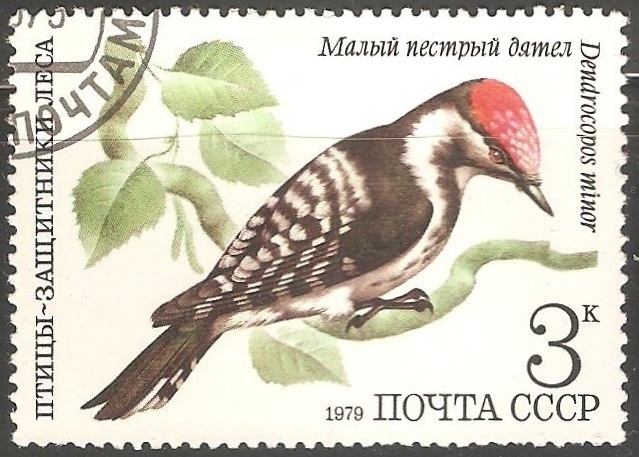 Dendrocopos minor-pico menor
