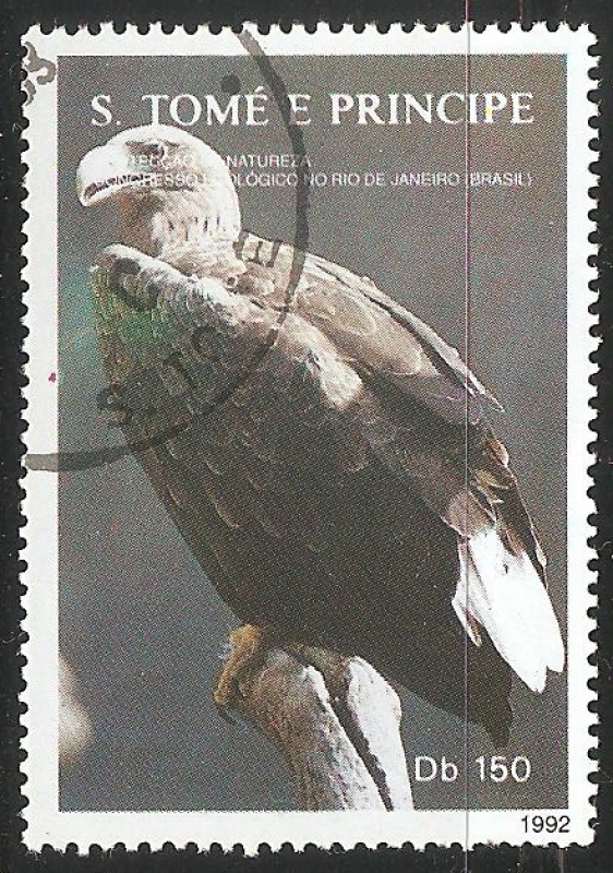 Raptor-Halcon