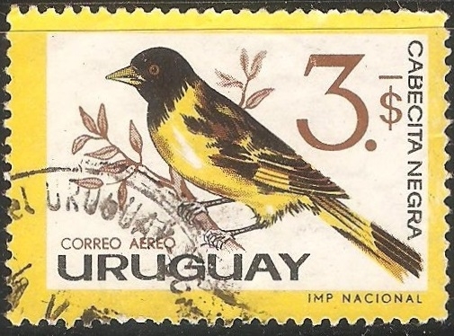 Cabecita negra