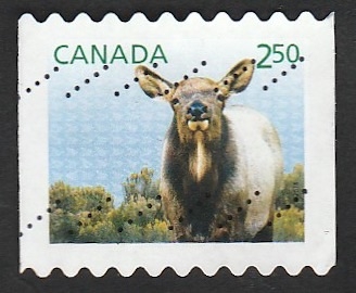 Wapiti, ciervo canadiense