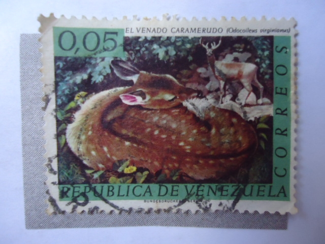 Fauna: Venado Caramerudo (Odocoileus Virginianus)
