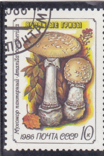 setas- amanita