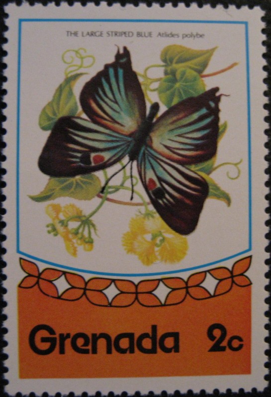 Butterflies