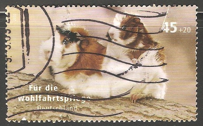 Fauna