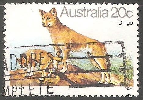 Dingo-lobo