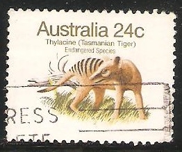 Tasmanian tiger-lobo marsupial 