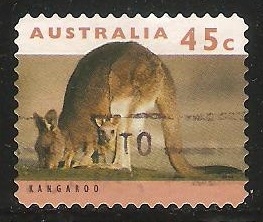 Kangaroo-Canguro