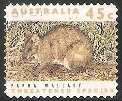 Parma Wallaby 