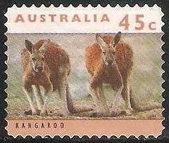 Kangaroo-Canguro