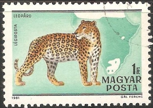 Leopardo