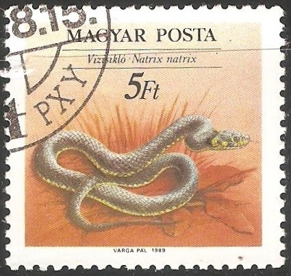 Natrix natrix-culebra de collar 
