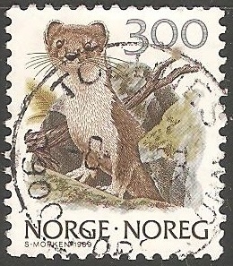 Mustela erminea-armiño