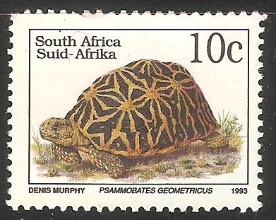 Psammobates geometricus-tortuga geométrica